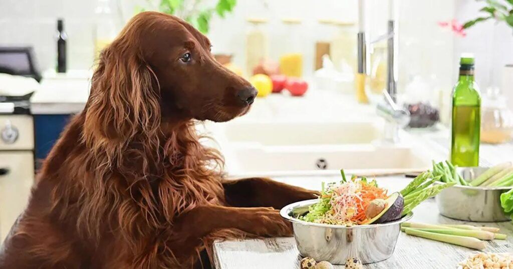 Top 10 Best Dog Foods for Your Giant Breeds in 2024 - Dog World