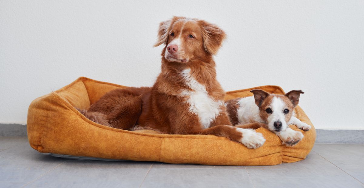 View of Best Dog Crate Beds - Dog World